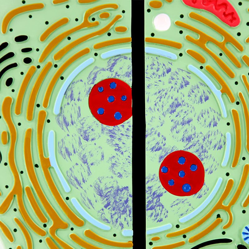 Biology Cell Teaching Model for Plant and Animal Cell Comparison - PVC Educational Demonstration