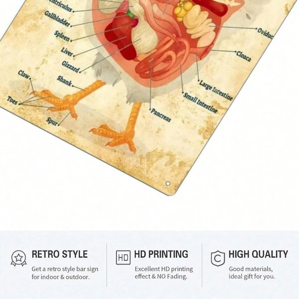 Classic Chicken Anatomy Metal Tin Sign - 8x12 Inch Vintage Art