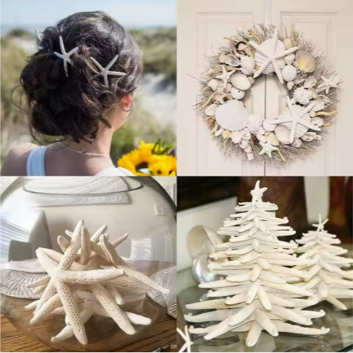 20 PCS Natural Real Starfish for DIY Crafts & Wedding Decor