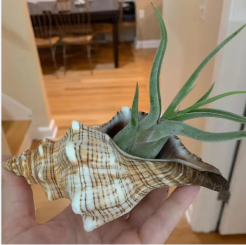 2PCS Large Natural Conch Shells for Beach Party Decor