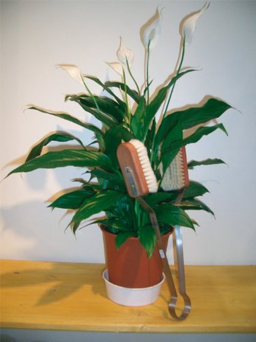 Redecker Goat Hair Leaf Cleaning Brush with Oiled Pearwood Handle, Dust Removal for Houseplants, 13-3/4-Inches