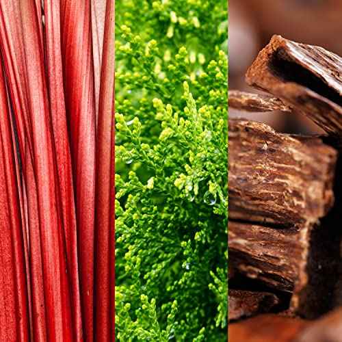 Joop! GO Eau de Toilette – Woody Men's Cologne – With Notes of Rhubarb, Cypress, Musk, & Geranium – Luxury Perfumes for Men – Long Lasting Fragrance