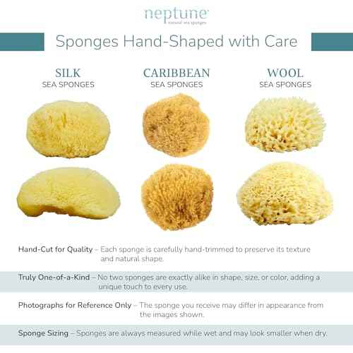 Neptune Caribbean Sea Sponge, Hand Cut, Medium, Approx. 5-6 inches