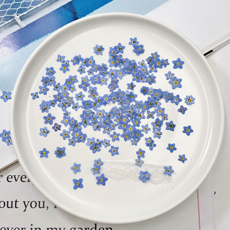 Dried Forget Me Not Flowers for Crafts - Embossed Plant Specimen, 1 or 100 pcs
