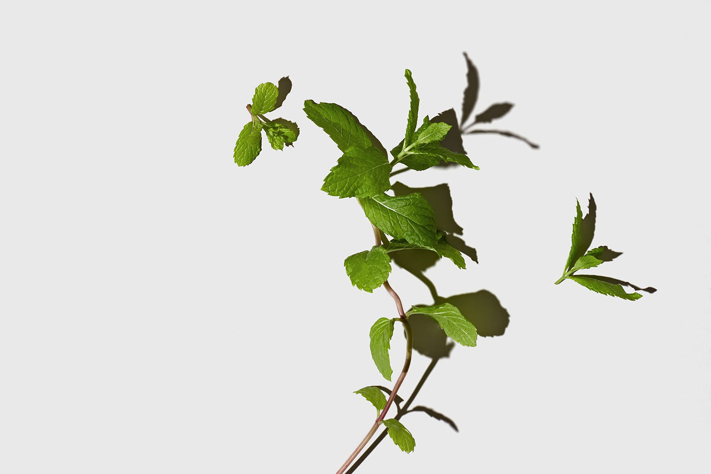 LATHER Appoint-Mint - Gentle Daily Moisturizing Shampoo, Detangler Conditioner & Leave-In Conditioning Mask Set - Sulfate-Free for All Hair Types