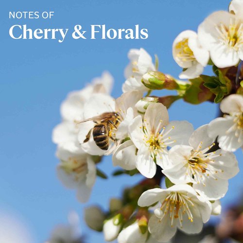 L'OCCITANE Cherry Blossom Shimmering Lotion 500ML 16.90 fl. Oz
