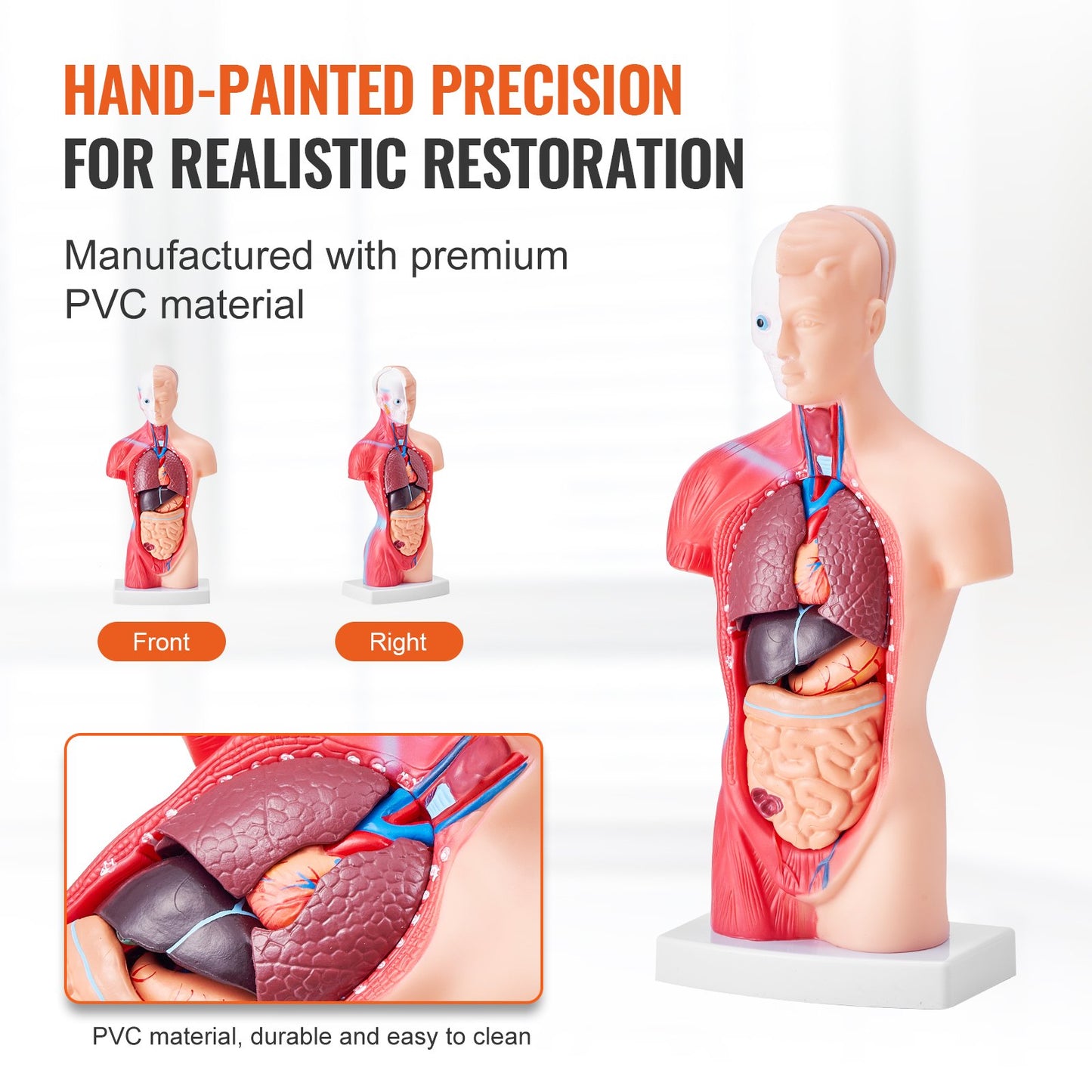 Human Torso Anatomy Model - 11 Inch 15 Parts with Removable Organs