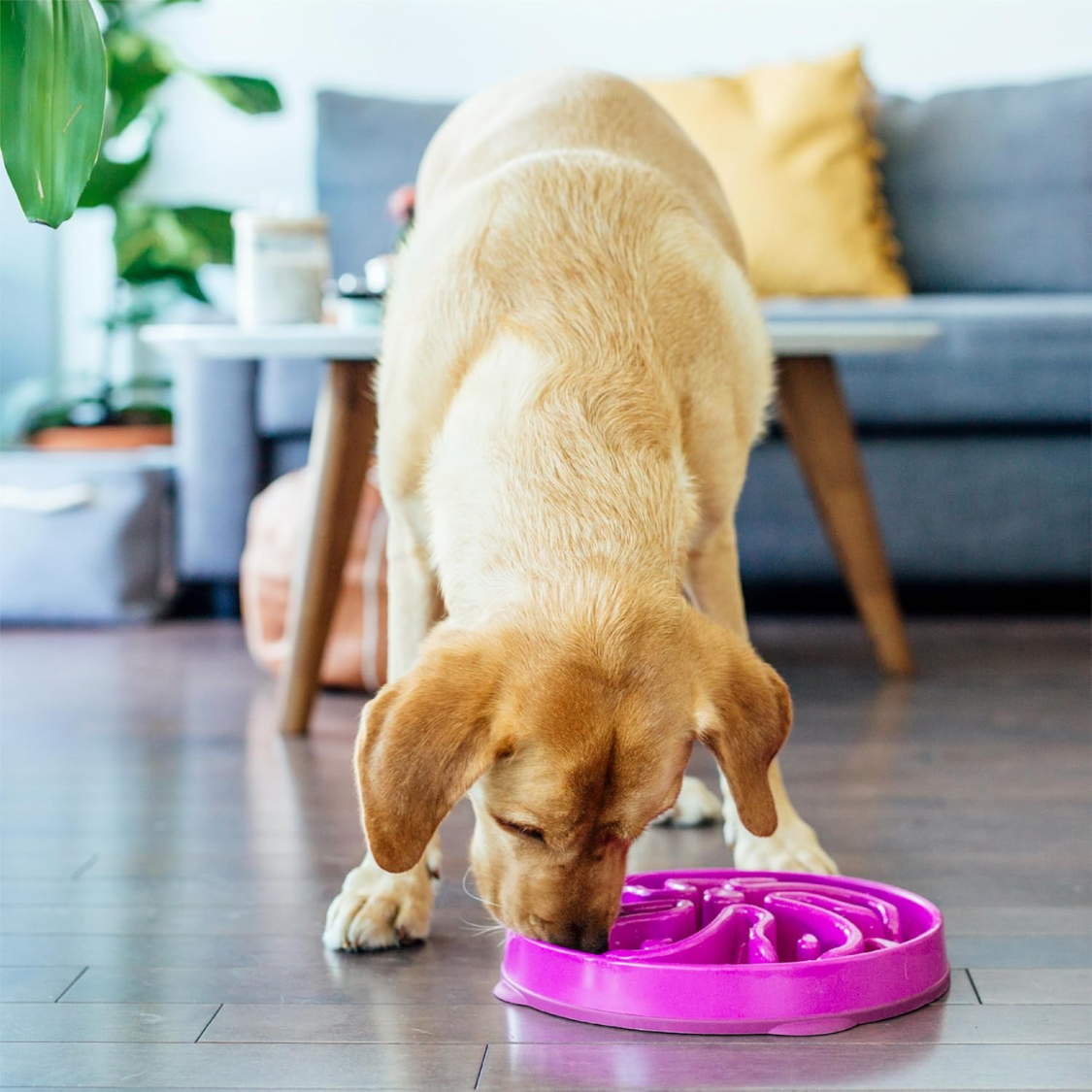 Large Slow Feed Dog Bowl - 4 Cup Capacity, Non-Slip, Purple Flower Pattern