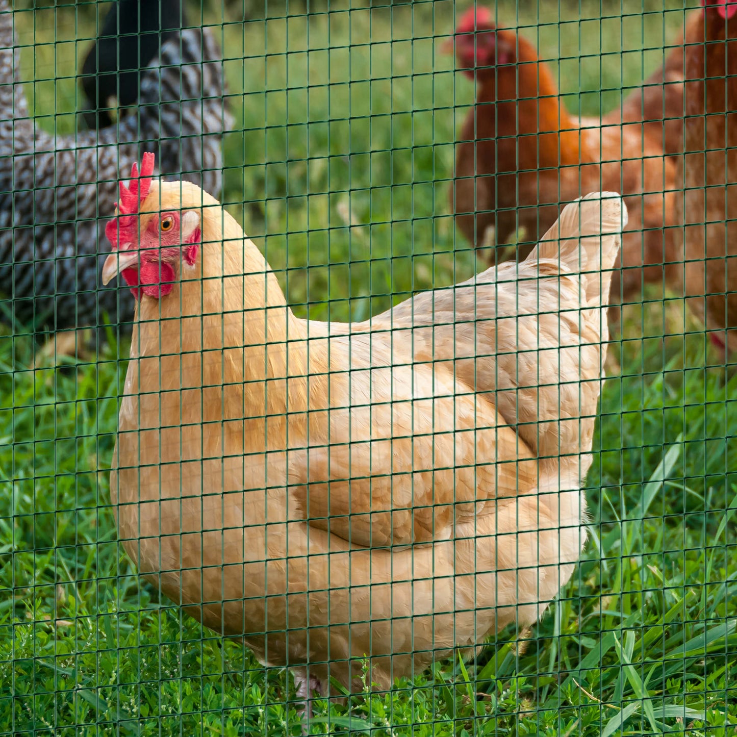 PVC Coated Steel Garden Fencing Mesh for Poultry, Animal Enclosures, and Gardens - Dark Green, 930x265x270mm
