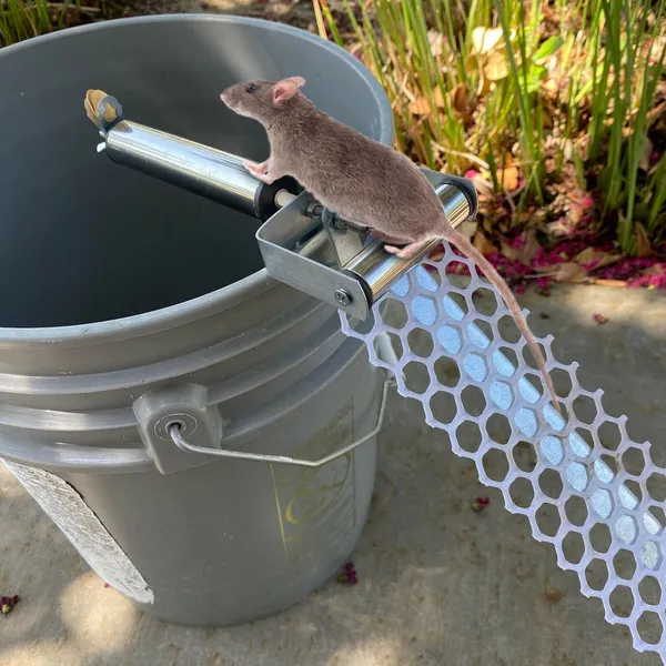 Reusable Mouse Trap with Rolling Ramp - Humane Rodent Catcher for Home & Garage