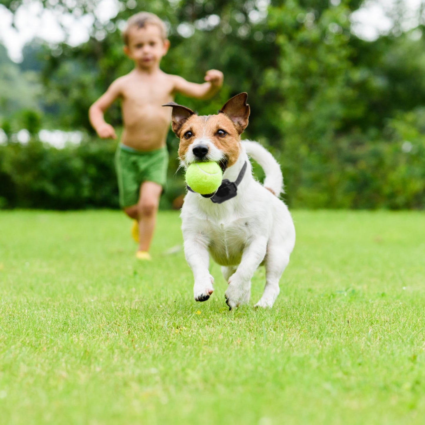 Wireless Dog Fence System with Shock Collar for Small to Large Dogs