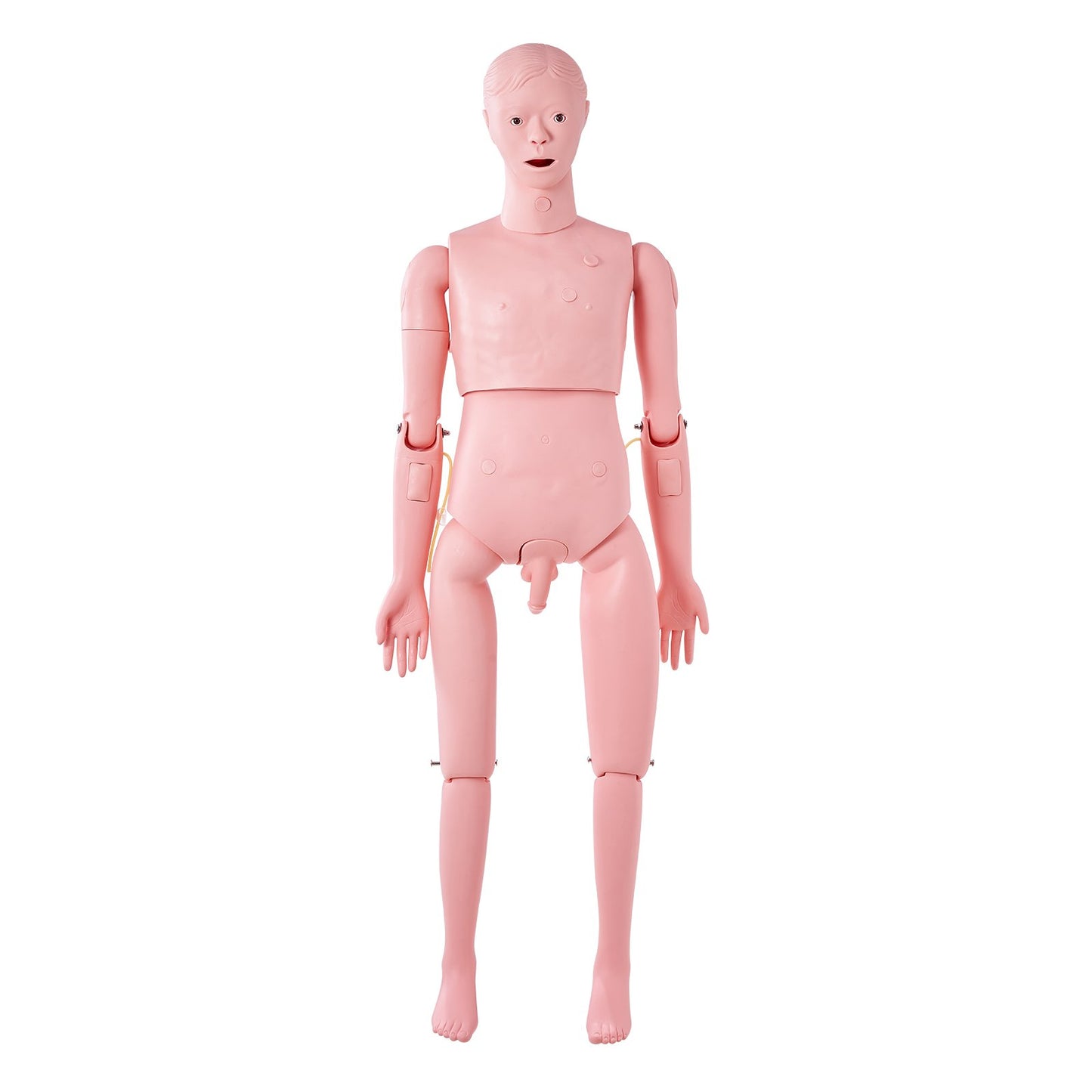 Lifesize Male Nursing Training Manikin - Anatomical Simulator Model