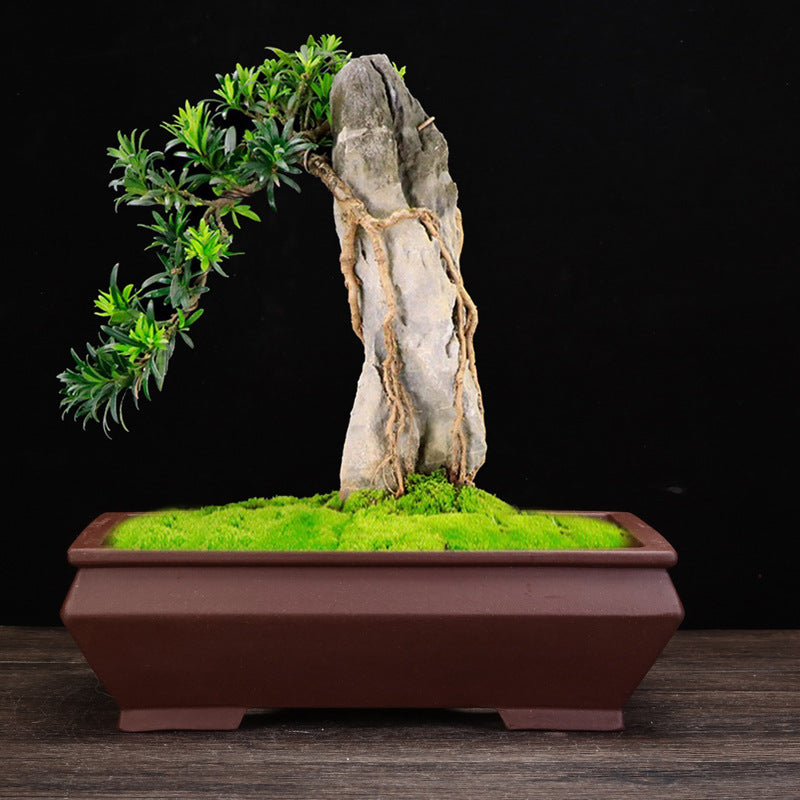 Purple Ceramic Square Plant Pot for Desktop & Floor Bonsai Display