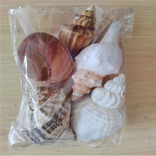 2PCS Large Natural Conch Shells for Beach Party Decor