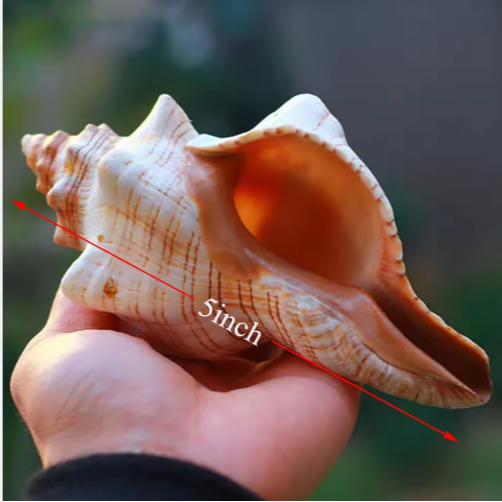 2PCS Large Natural Conch Shells for Beach Party Decor