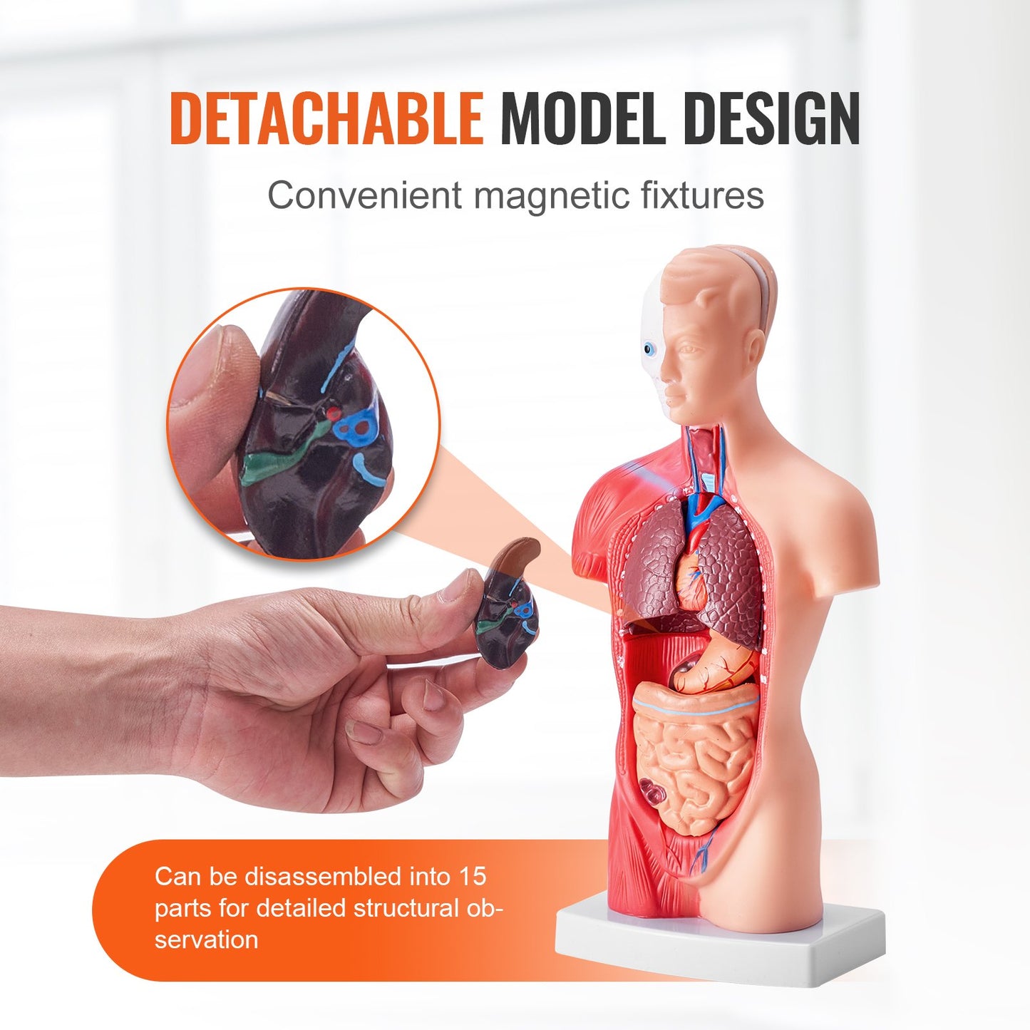 Human Torso Anatomy Model - 11 Inch 15 Parts with Removable Organs