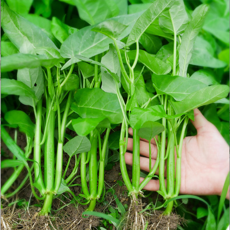 Vegetable Seeds Pack - Home Garden Edible Plant Varieties, Green