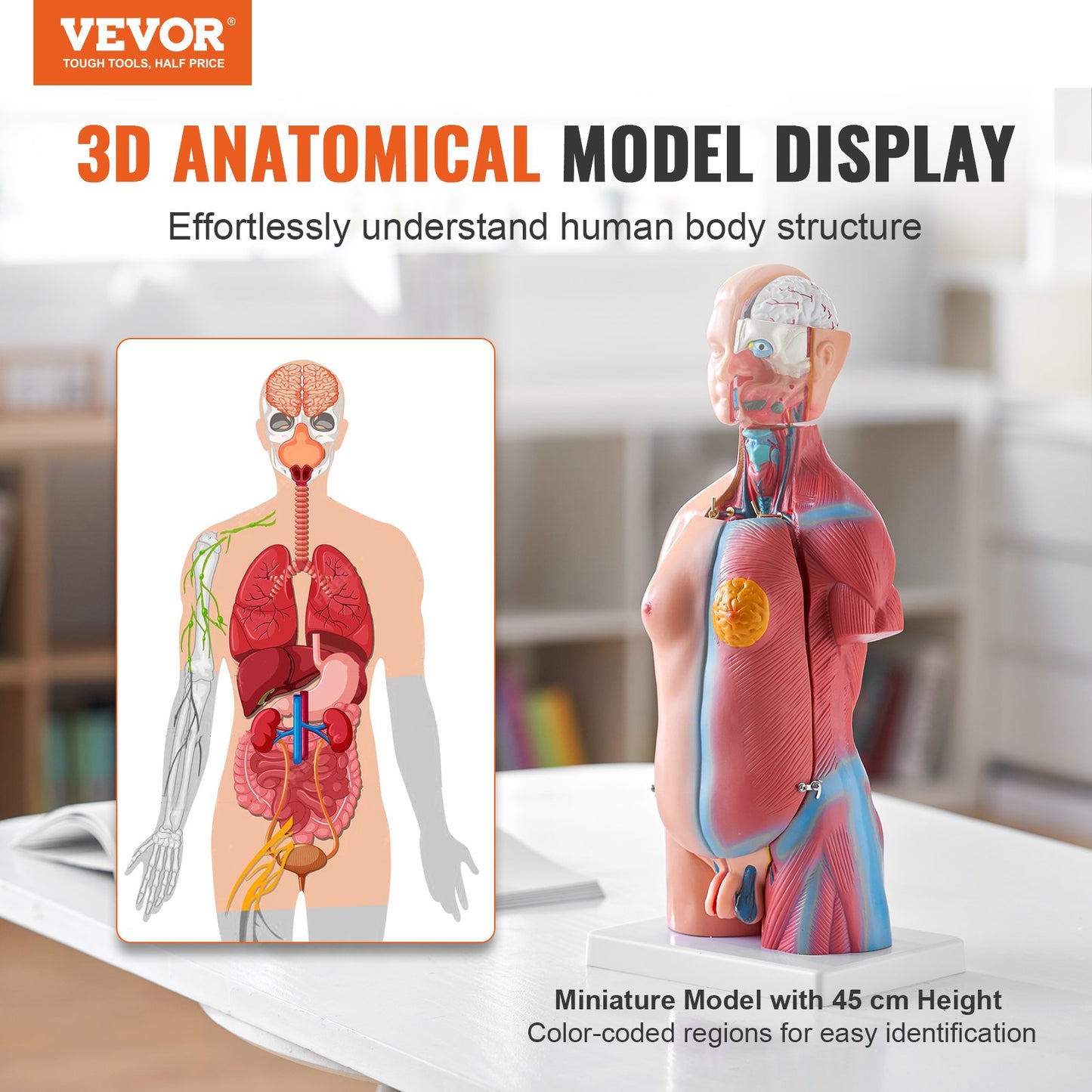 18 Inch Human Torso Anatomy Model - 23 Parts Educational Tool