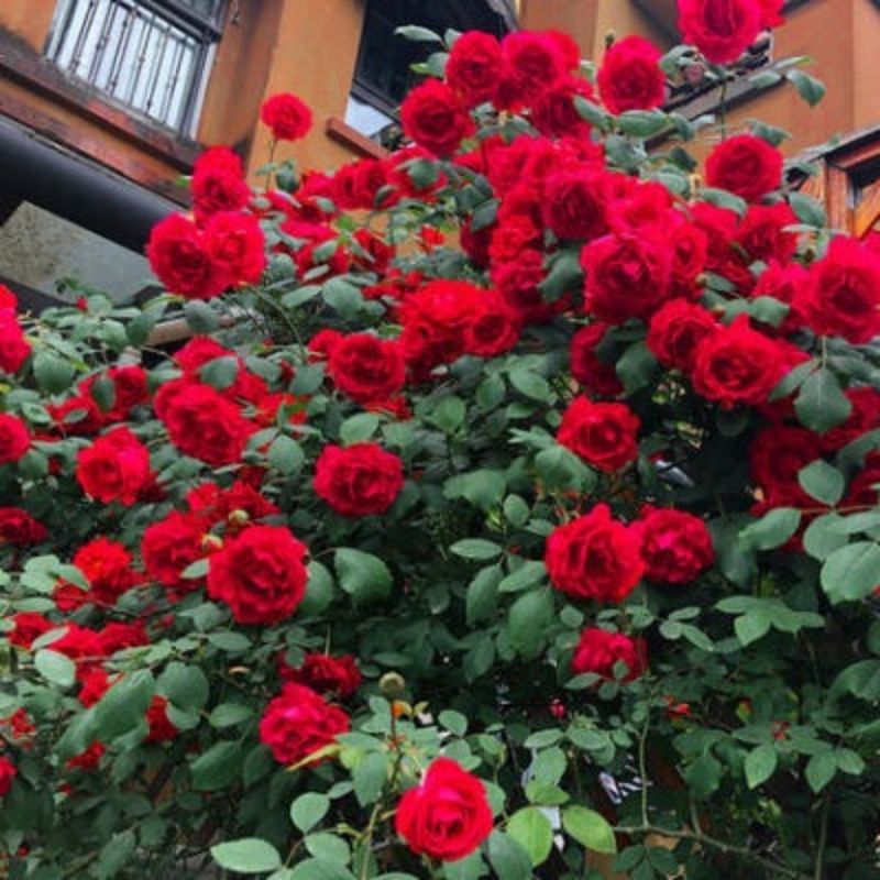 Garden Rose Seeds for Planting - Multiple Varieties & Quantities
