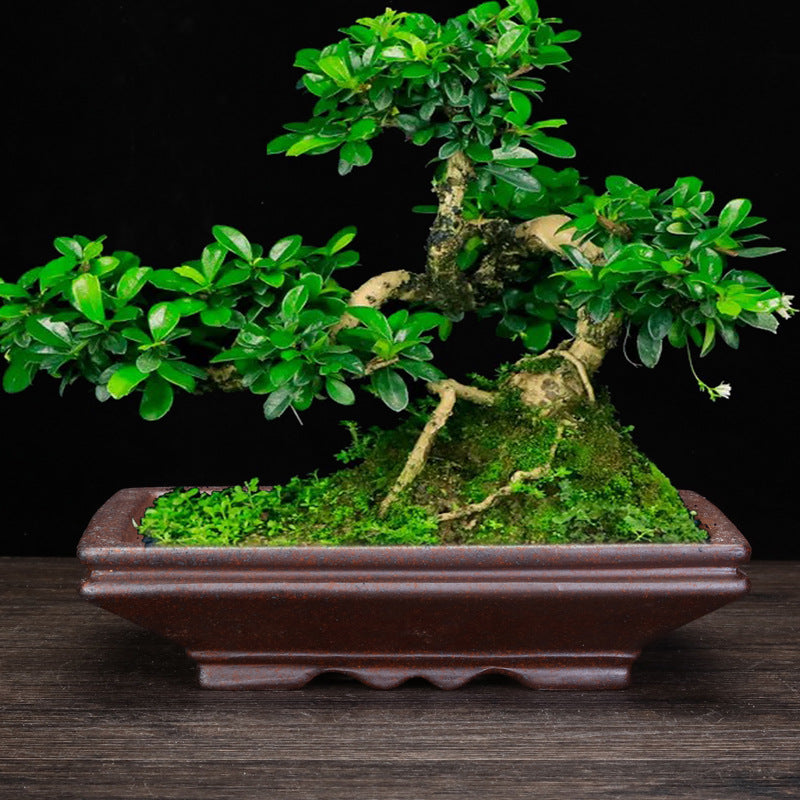 Indoor Decorative Porcelain Plant Pot with Purple Sand for Home & Office