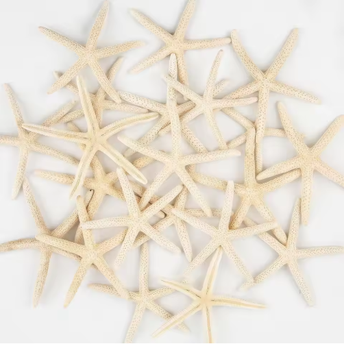 20 PCS Natural Real Starfish for DIY Crafts & Wedding Decor