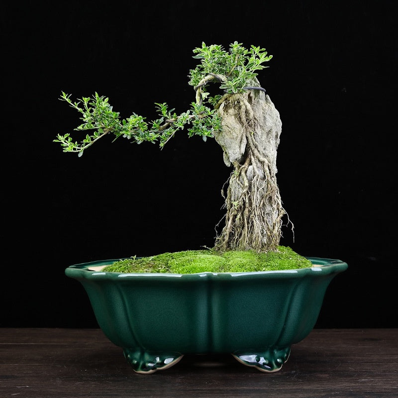 High Temperature Crackle Glaze Purple Sand Flowerpot for Indoor & Outdoor Gardening