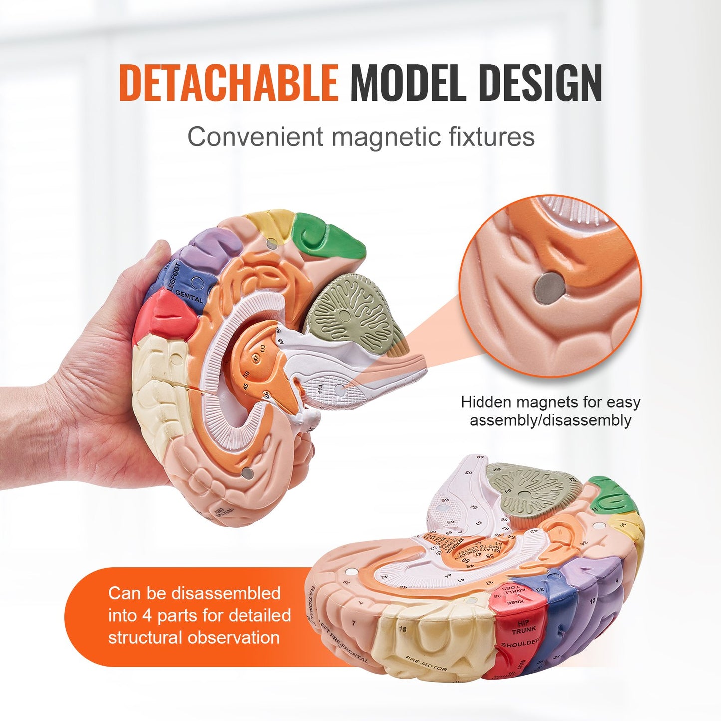 Human Brain Model - 2X Life-Size 4-Part Anatomical Model