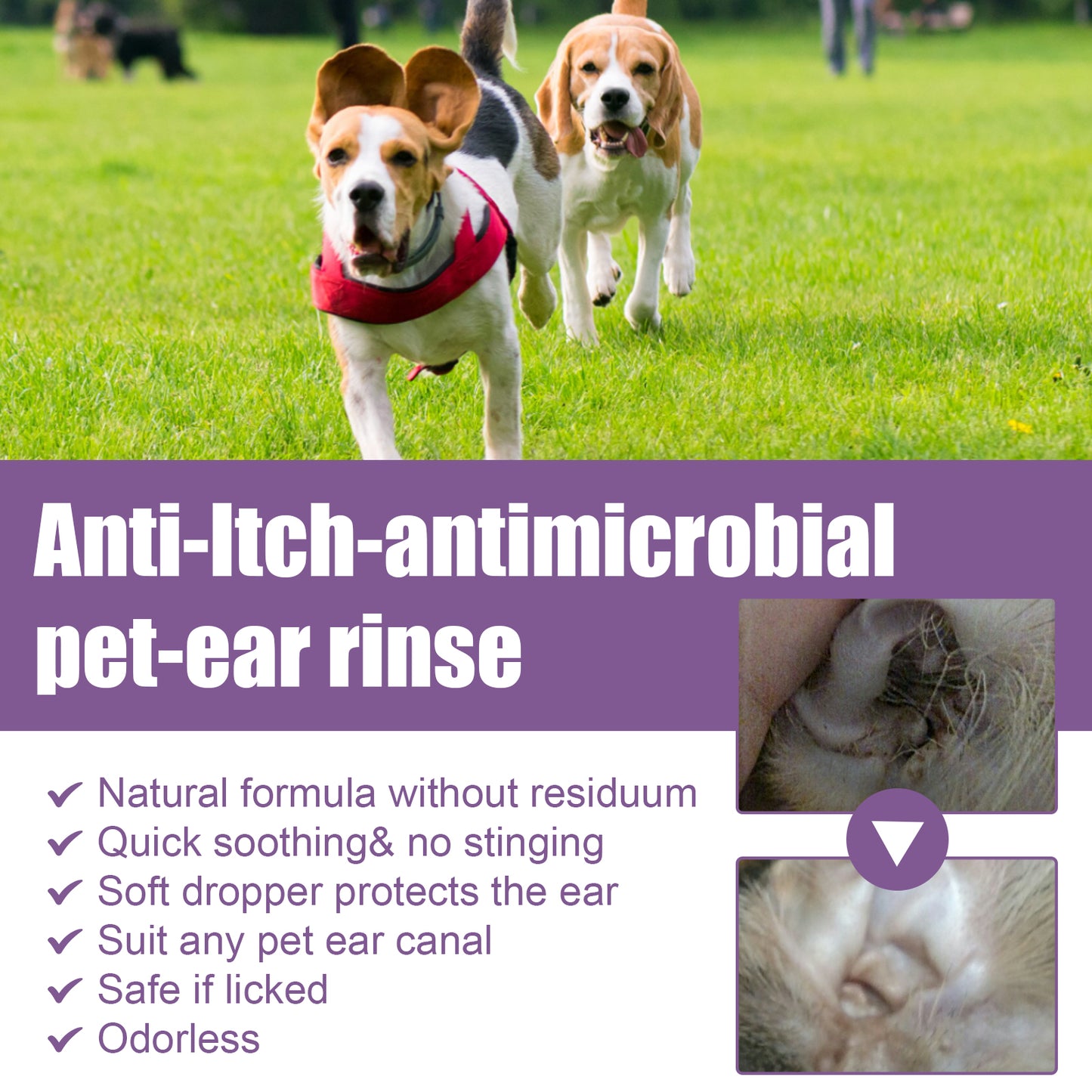 Pet Ear Rinse Cleaner 118ml with Cotton Swabs, Gentle Antimicrobial Ear Wash for Dogs Cats