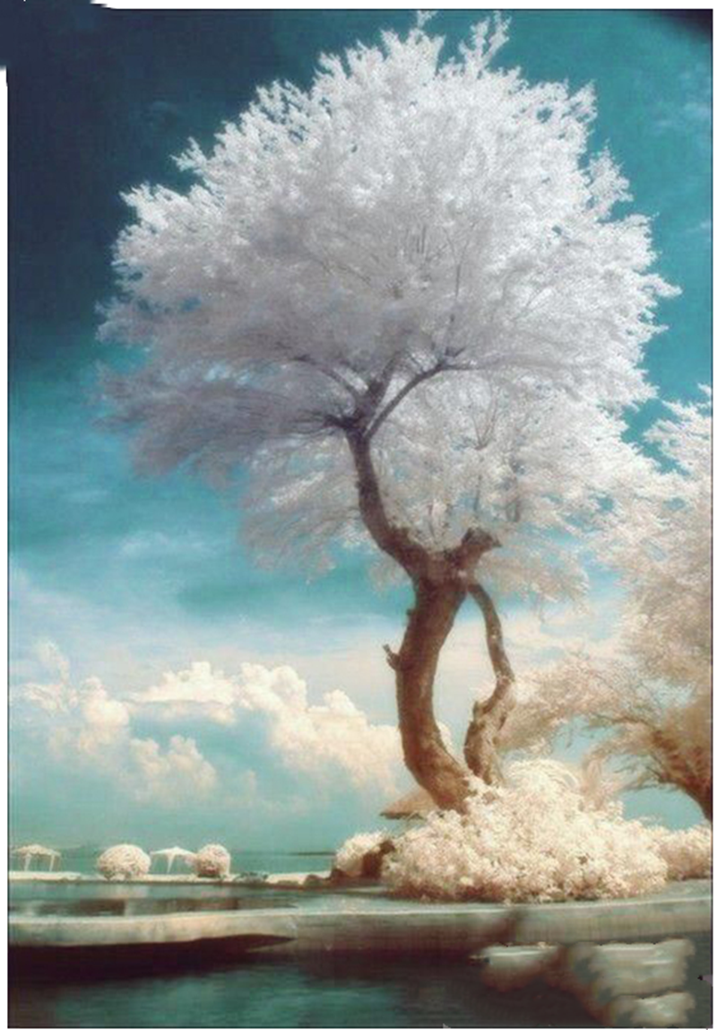 Diamond Embroidery Tree Landscape Wall Art - Home Decor 30x40cm