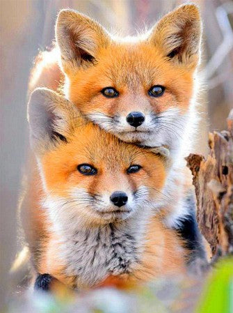 5D Diamond Painting Kit for Home Decor - Fox Design, Multiple Sizes