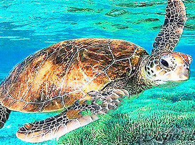 Tortoise Animal Home Decor Embroidery Diamond Painting Wall Art