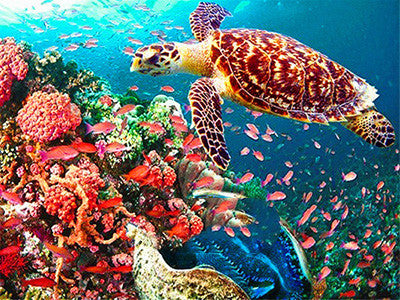 Tortoise Animal Home Decor Embroidery Diamond Painting Wall Art