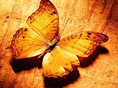 Diamond Painting Kit Butterfly Animal Cross Stitch Home Decor