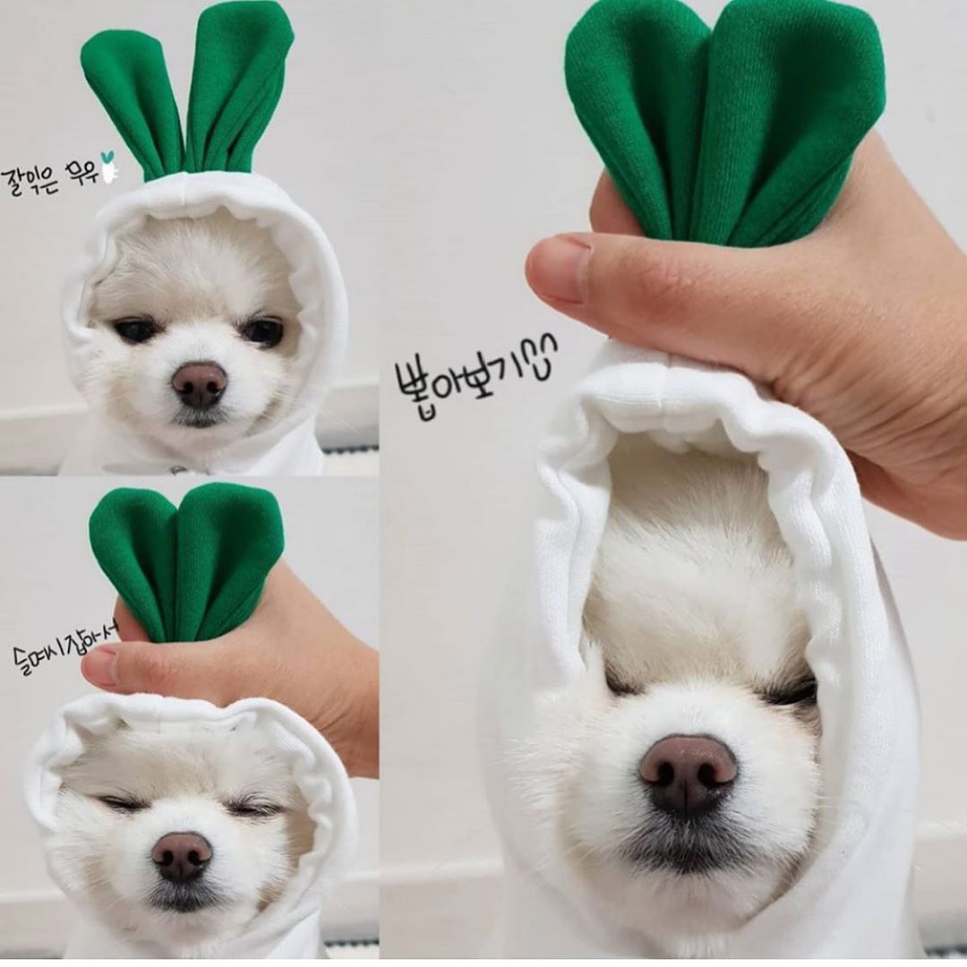 Cute Fruit Dog Hoodie for Small Dogs Winter Warm Fleece Pet Sweater
