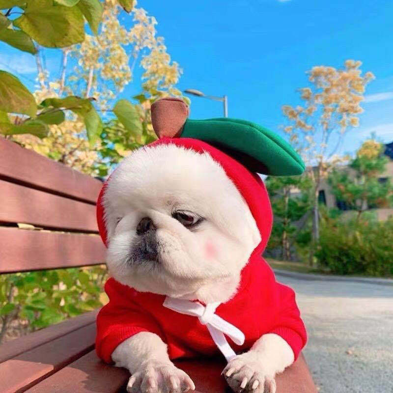 Cute Fruit Dog Hoodie for Small Dogs Winter Warm Fleece Pet Sweater
