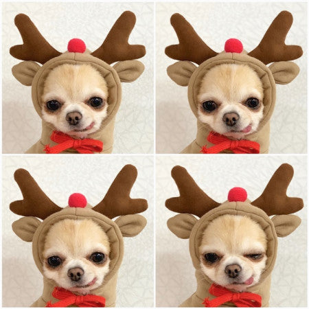Cute Fruit Dog Hoodie for Small Dogs Winter Warm Fleece Pet Sweater