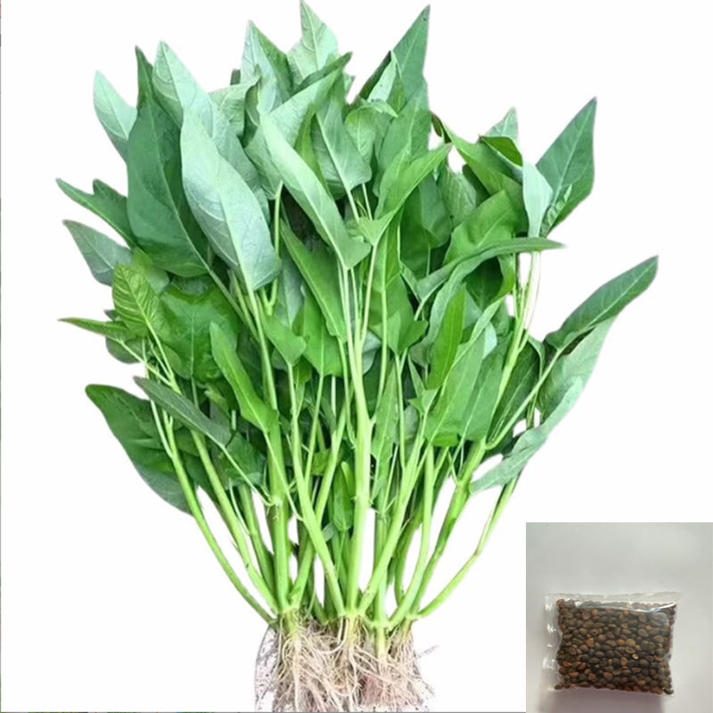 Vegetable Seeds Pack - Home Garden Edible Plant Varieties, Green