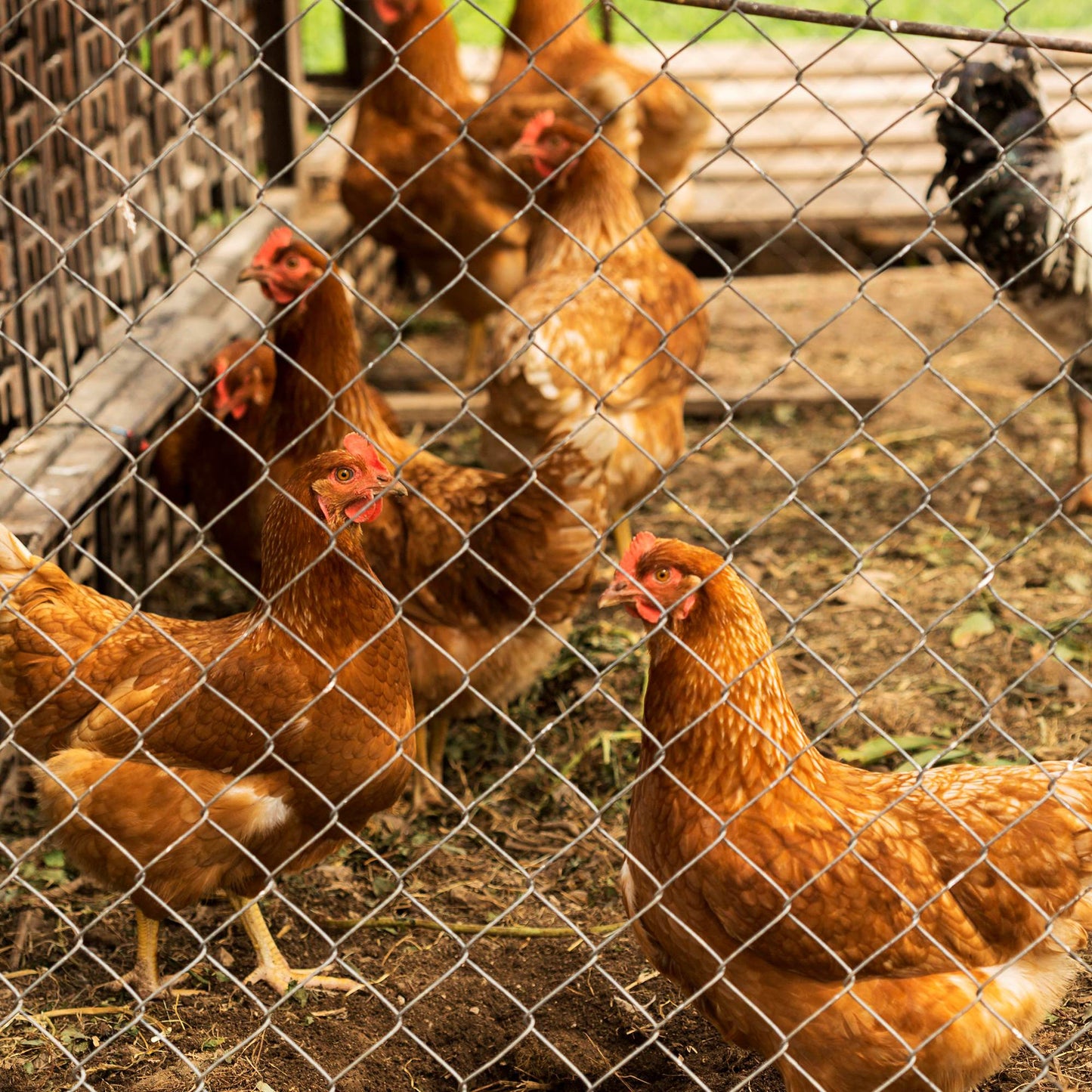 Heavy Zinc Coated Livestock & Animal Fencing for Yard Protection - Multiple Colors