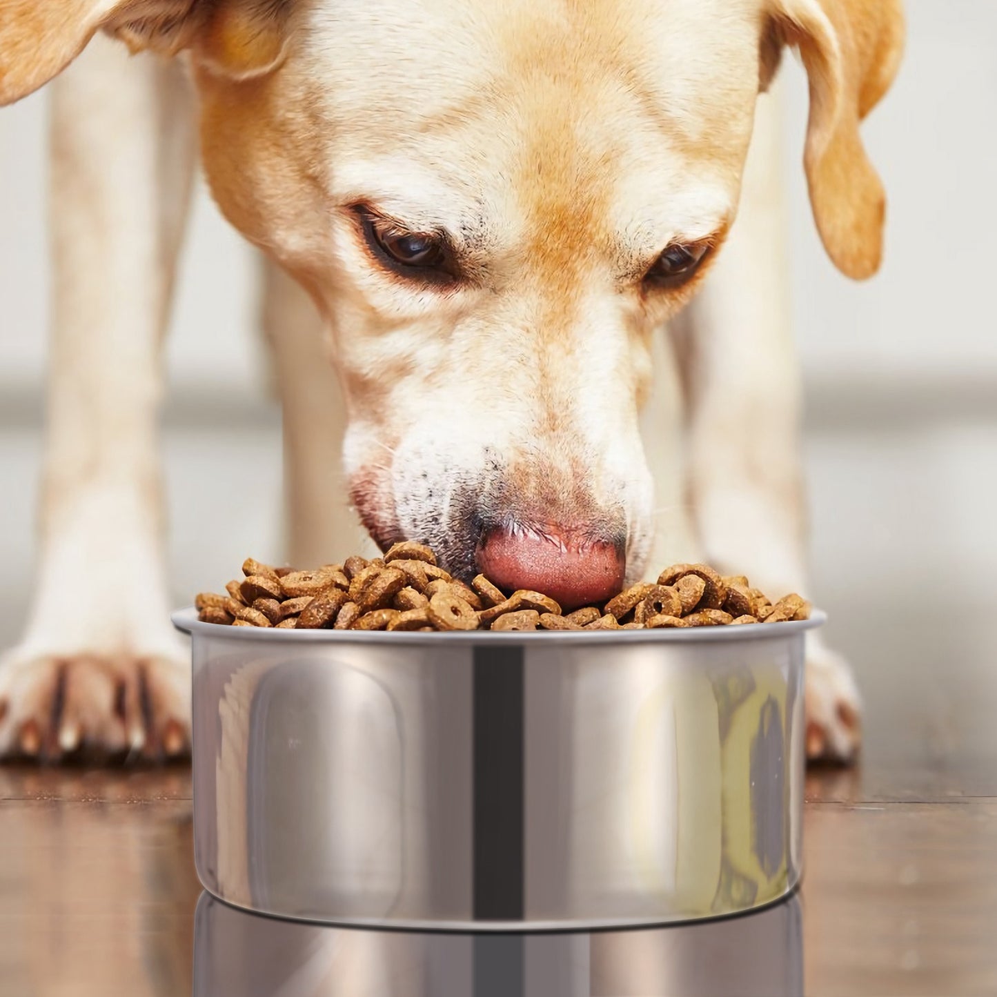 Stainless Steel Dog Bowls with Clamp Holder - Detachable Food & Water Dish for Cages