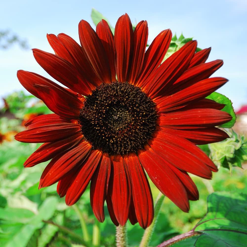 10 Packets of Heirloom Sunflower Seeds - Mix of Red, Purple, Pink & Yellow for Garden Growth