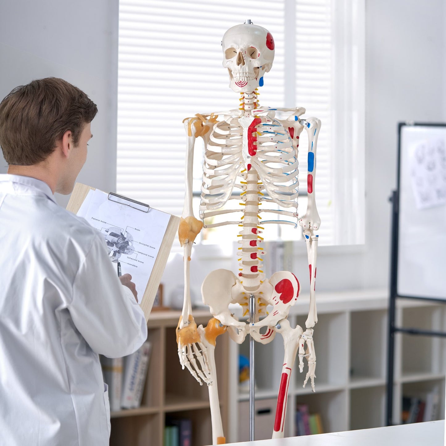 71.65-Inch Life Size Human Skeleton Model with Movable Limbs