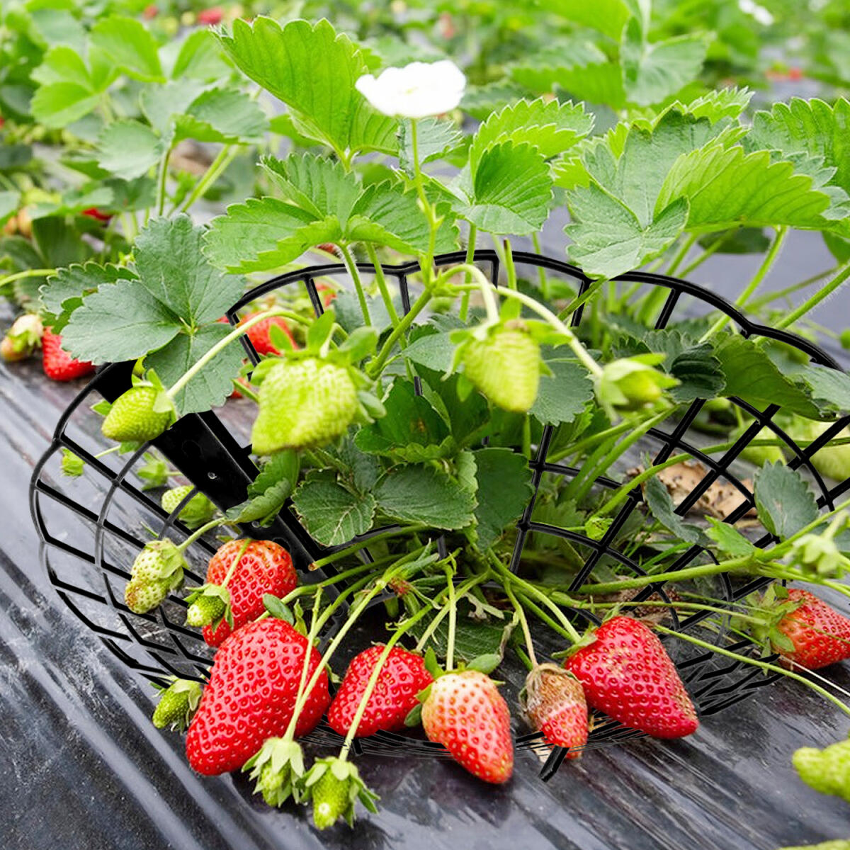 6-Pack Black Strawberry Plant Supports with 3 Fixed Legs