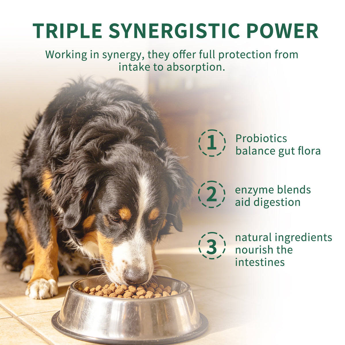 Probiotics for Dogs - Pet Digestive Supplements, 60 Capsules
