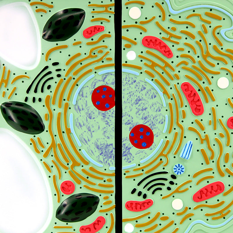 Biology Cell Teaching Model for Plant and Animal Cell Comparison - PVC Educational Demonstration