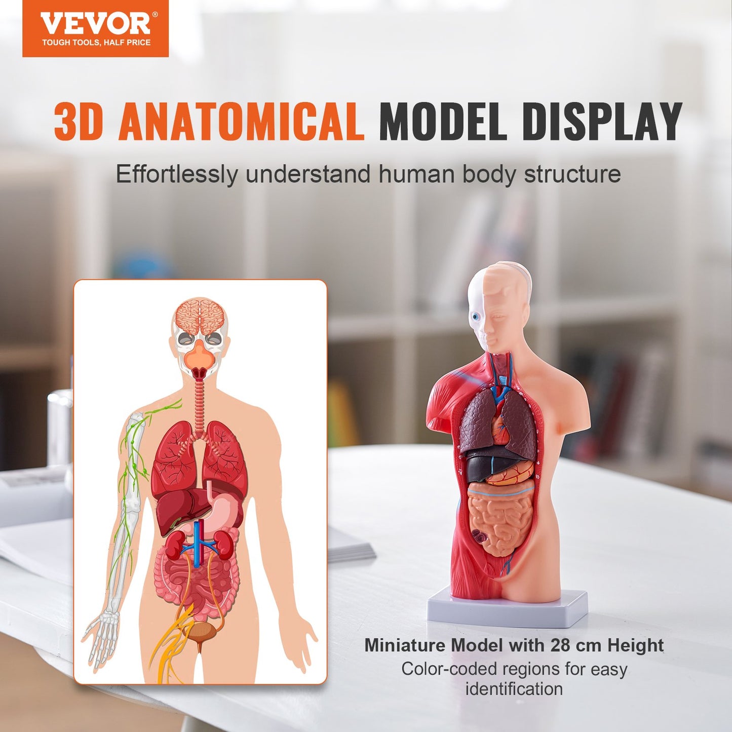 Human Torso Anatomy Model - 11 Inch 15 Parts with Removable Organs
