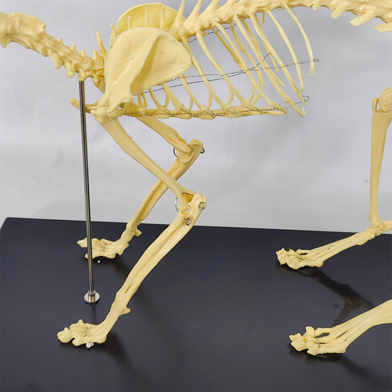 Feline Skeleton Model for Veterinary Teaching and Learning - Realistic PVC Specimen
