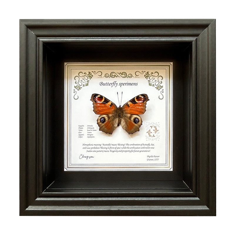 Butterfly Specimen Wall Art - Framed Decorative Butterfly Print - Multiple Sizes & Styles