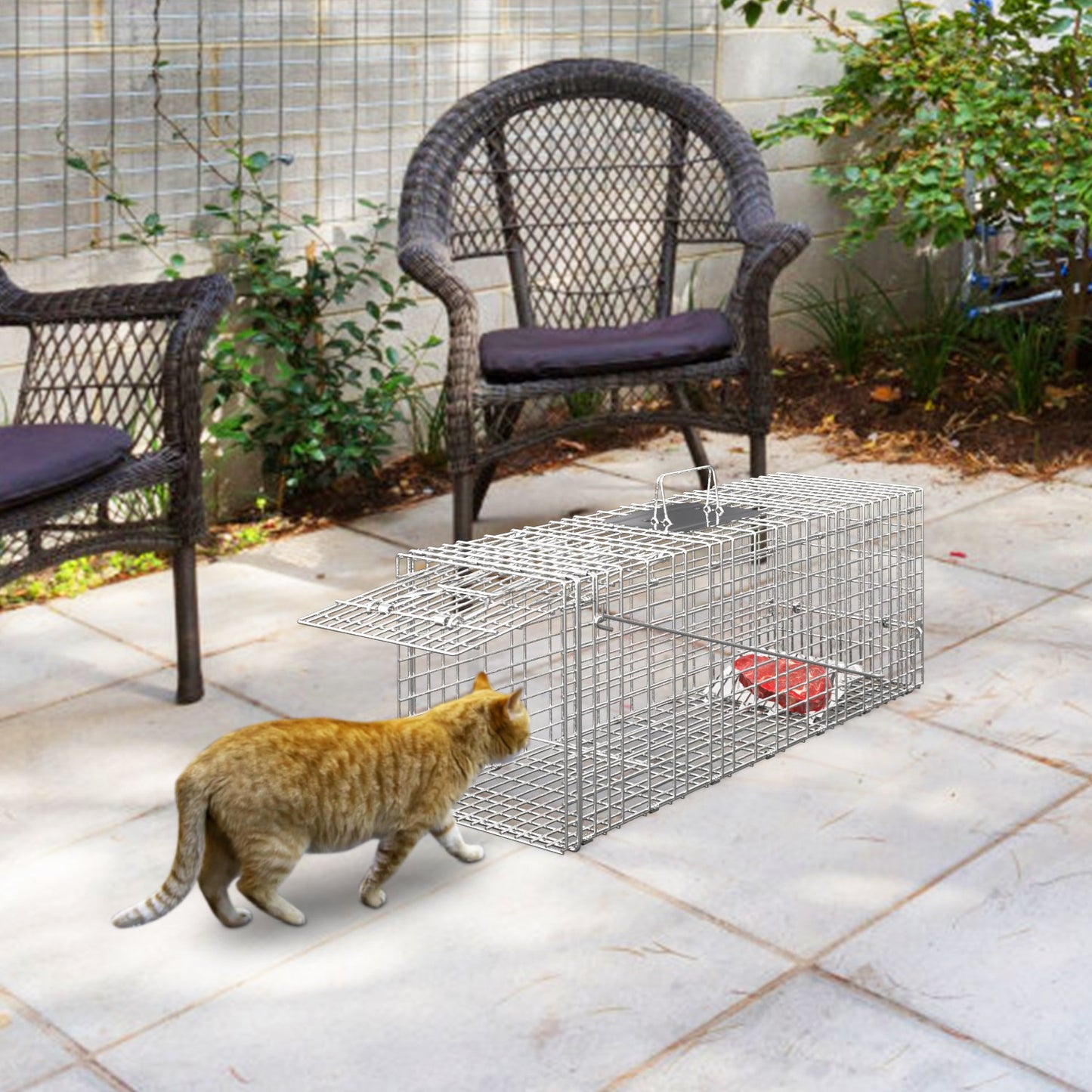 Humane Live Animal Trap Cage - Collapsible Wire for Raccoons, Foxes, Armadillos