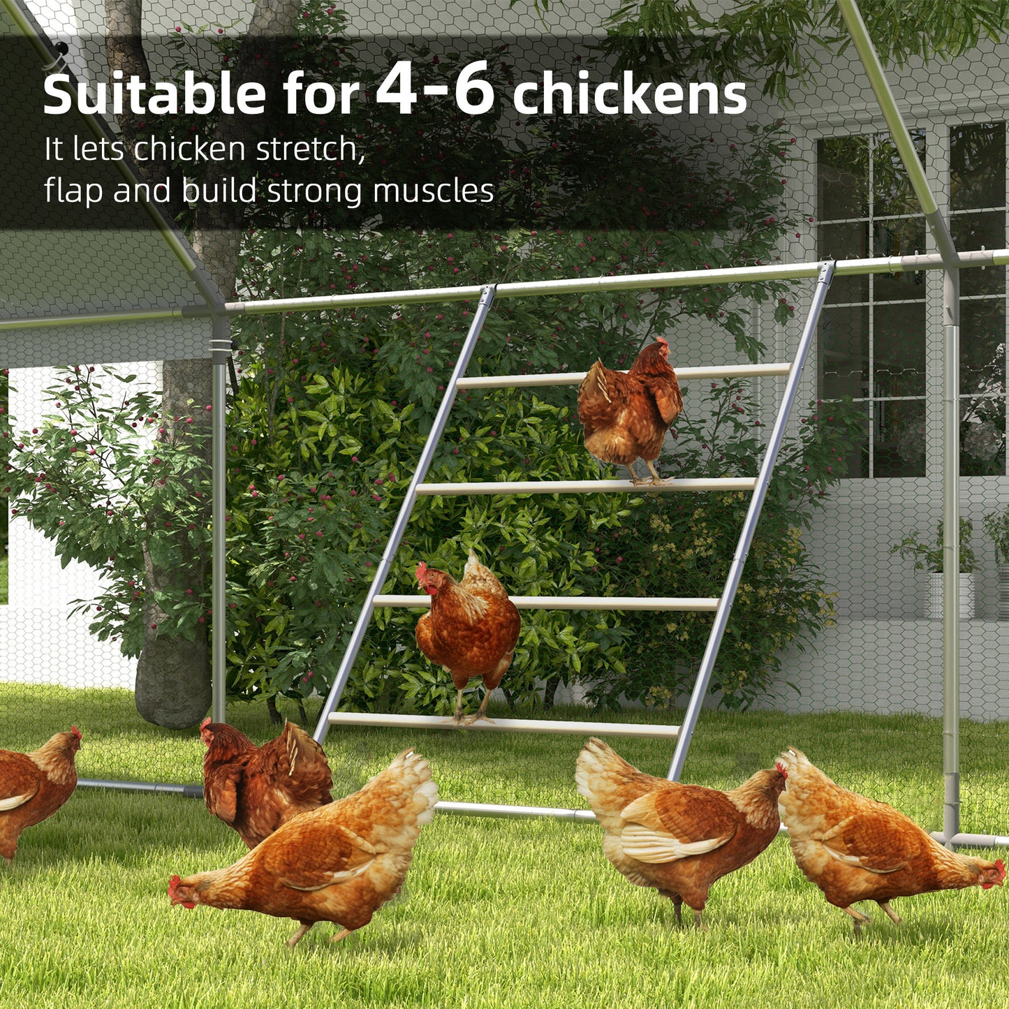 Chicken Roosting Bar for Coop - Wooden Perching Shelf with Galvanized Steel