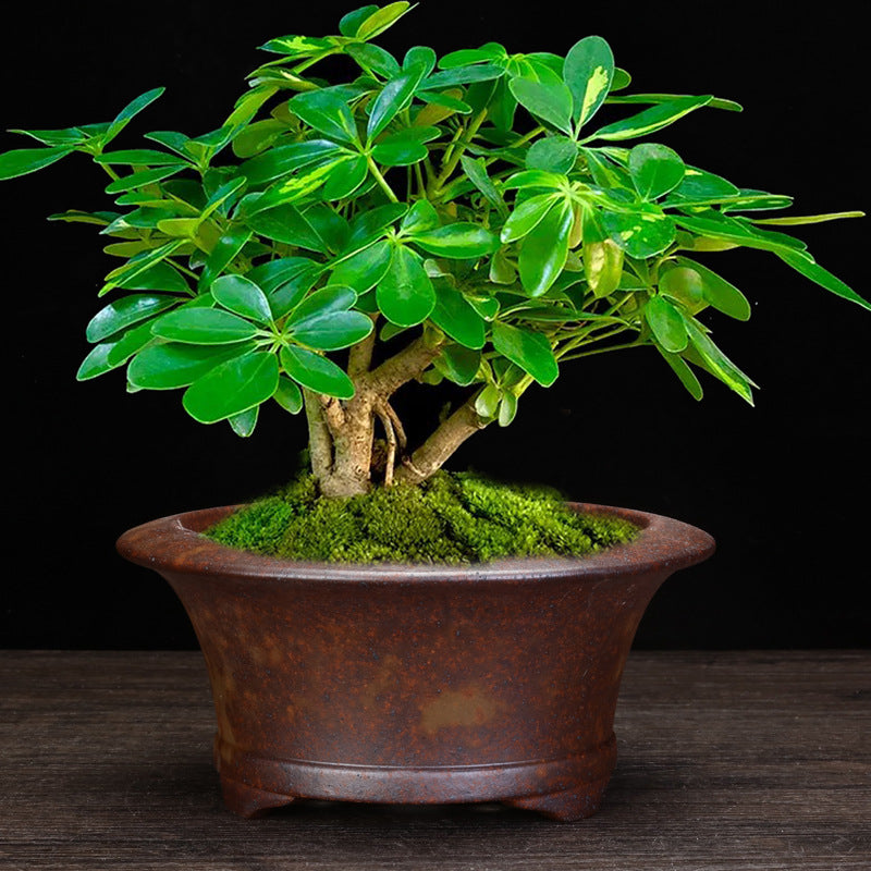 Indoor Decorative Porcelain Plant Pot with Purple Sand for Home & Office
